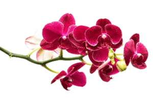 Orchid Romantic Flower